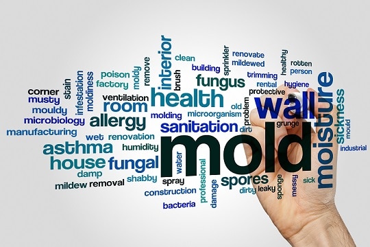 Mold word cloud concept on grey background