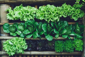 shelves full of leafy greens